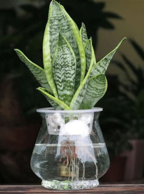 水 種 植物|水種新手入門指南：15 種室內水種植物推薦 